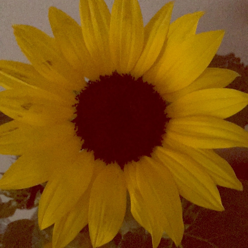 Sunshine